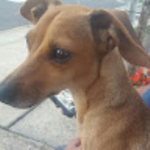 Meet your Posher, Frank